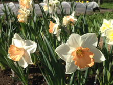 ���������� ������� ���� ��������.JPG