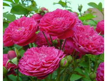 ���� ��������� ������ �������  �2 300�