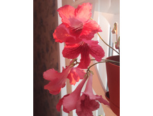 Dem �������� �����