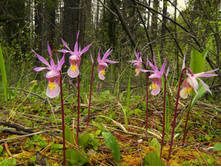 Calypso bulbosa