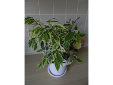 ������� - 150 ���