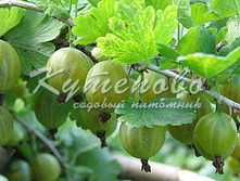 ��������� "�������" 321�