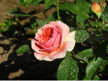 ���� Chippendale.JPG