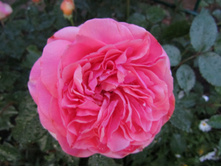 ���� Chippendale.JPG