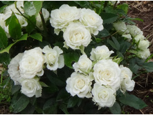 ���� ��������� �������� �2  300�