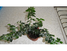 �������� �������� (�riphasia trifolia)- ���� ....