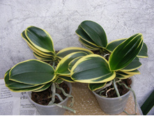 ���������� �����������