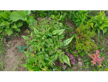 P 20180527 152246.jpg