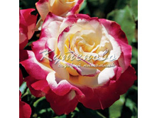 ���� �����-��������� "���� ������"  �2   300�