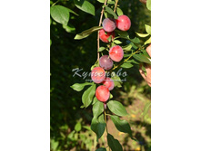 ����� "��������� ������" �4 545�