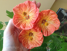 �������� "���������" (���� ����) - 300 ���.