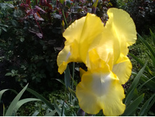 ���� ����� 2. SINKIST DELICHT