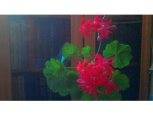 ���������� Cherry