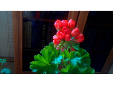 Red Pandora (���������)