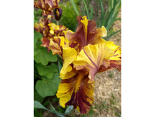 IMG 20180615 161006203.jpg