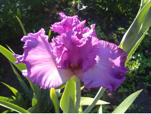 ���� ����� 17.  OPALESCENT DREAM �������� ����