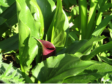 ����� ��� ����.JPG