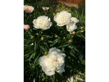 ���� ����� � ������� �������� 100�.