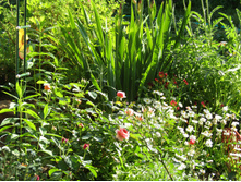 ���� Chippendale.JPG