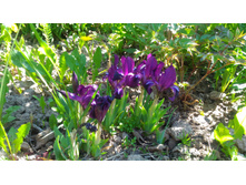 P 20180518 111315.jpg