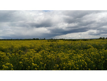 IMG 20180610 132801.jpg