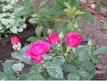 �����/���� ���� Heidi Klum.JPG