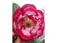 �� ����������