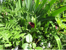 ����� ��� ����.JPG