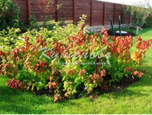 ������ �������� Macrophylla �2 200�