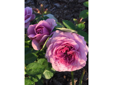 �������� ���