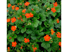 �������� 50�.