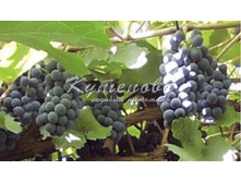 �������� �������� "������� ��������"  260�