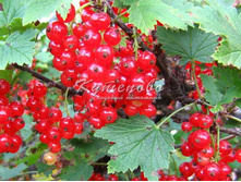 ��������� ������� "����������� �������"  235�