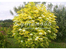 ������ ������ "Aurea" ������ ������ "Aurea" � 272�