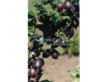 ��������� "�������������"321�