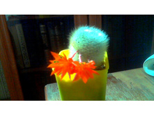 ������� Muscula(n 20)