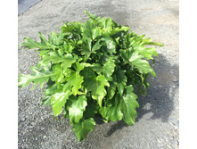 ����������� PHILODENDRON SELLOUM 'LITTLE HOPE