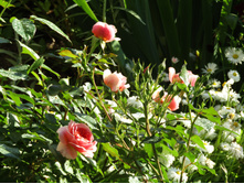 ���� Chippendale.JPG