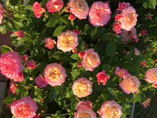 ������ ����