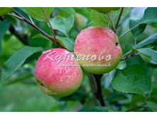 ������ "������"  �4  495�