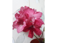 Dem �������� �����