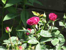 �����/���� ���� Heidi Klum.JPG