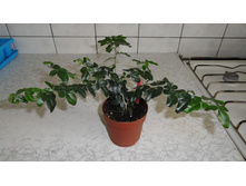 �������� �������� (�riphasia trifolia)- ���� ....