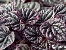 ��������� �������� ����