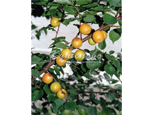 ������� ���� ������� �4  450�