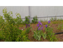 P 20180602 092901.jpg