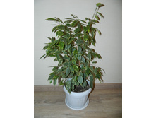 ������ ���� - 50 ���