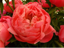 554de80a13b5e pion koral sanset.jpg