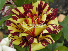 ���� ���������� "����������" �2 300�