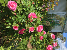 ��������